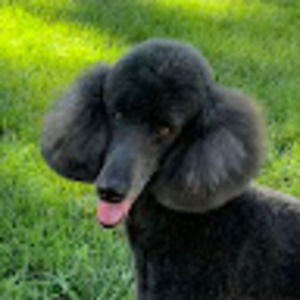 Meet your Posher, Pat